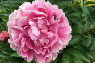 Chinese Peony Root