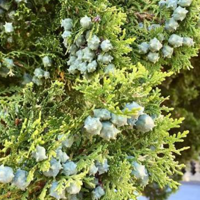 Oriental Arborvitae (Fermented)