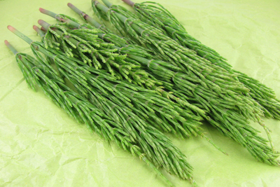 Horsetail Extract