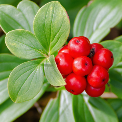 Panax Ginseng